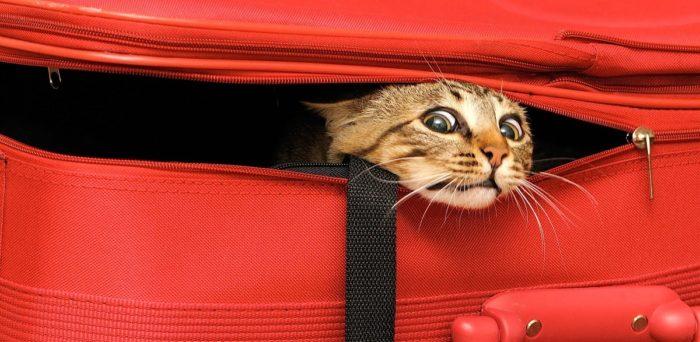 Перевозка кошки в самолете по России и за границу